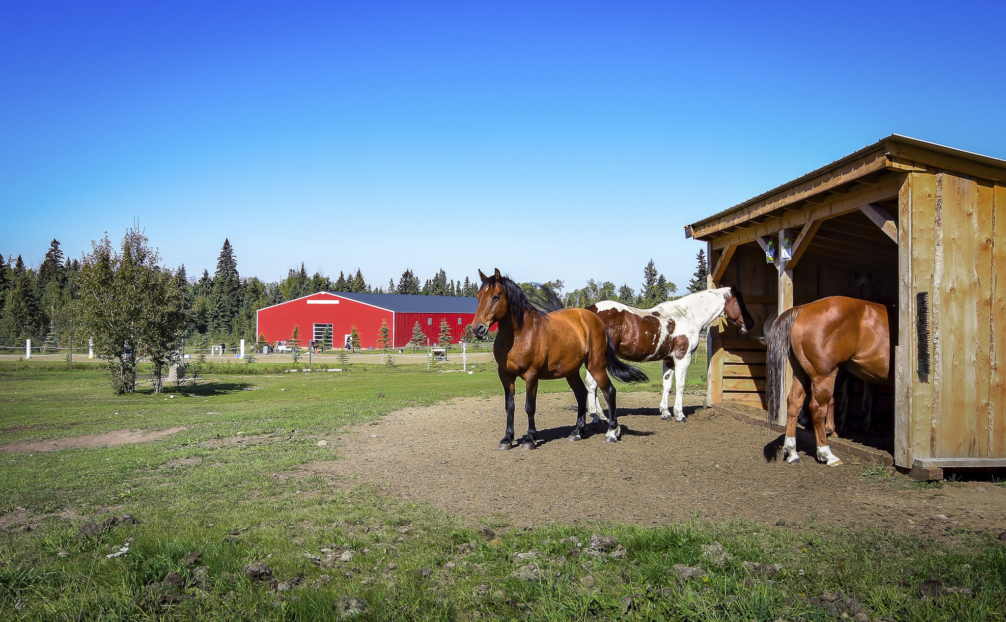 Three horses at a brown barn in the foreground with a large red post frame building in the background